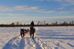 Nordeuropa, Skandinavien-Expeditionen, Schweden: Husky-Expedition - Die Weite schwedisch Lapplands